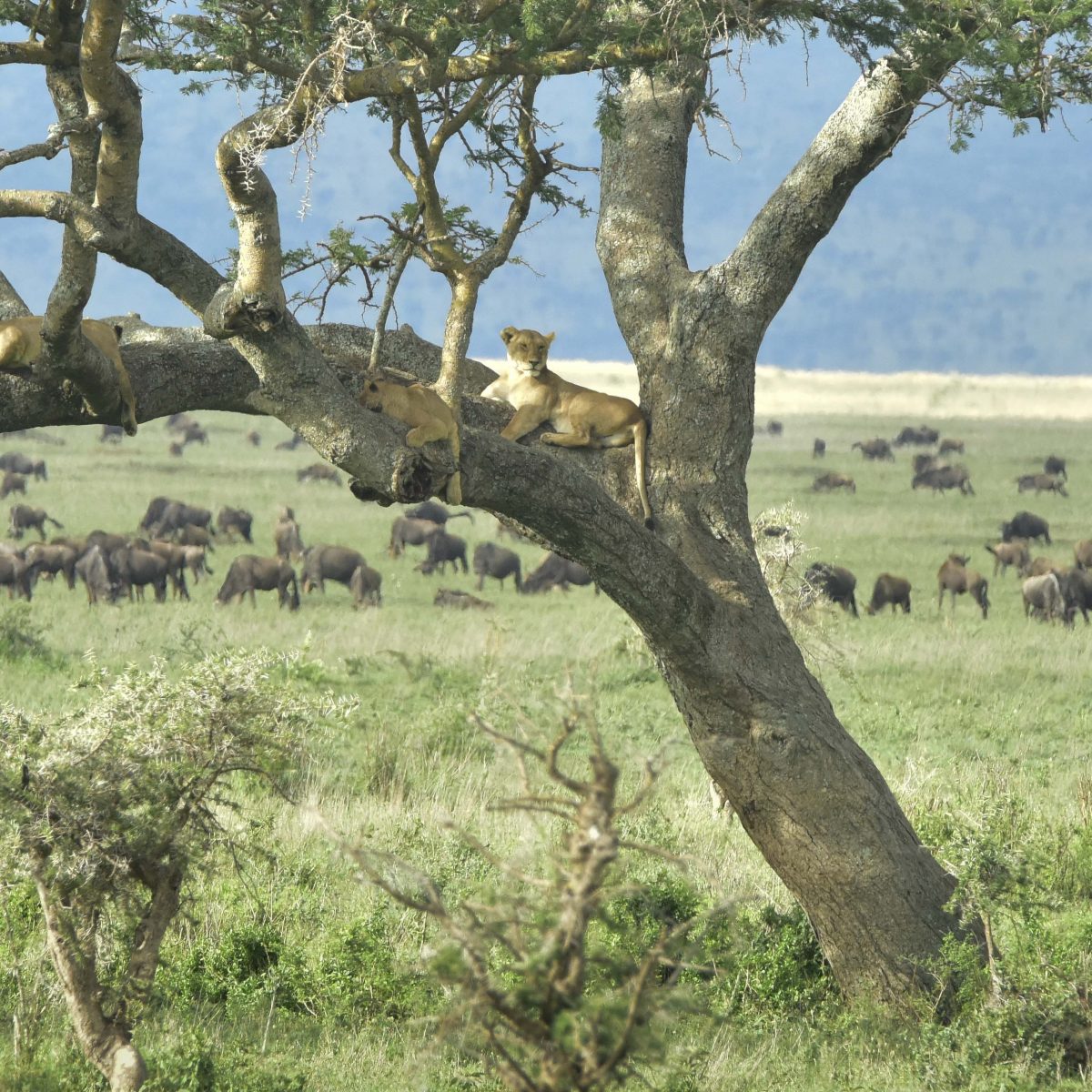 Serengeti Travel Insights for 2026
