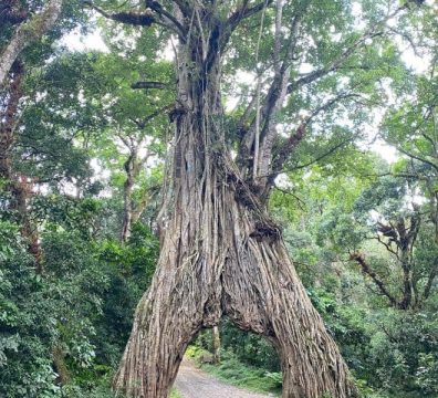 arusha-national-Park-day-tour-q7w7m58ts6dty7tfg96i02tmvymsqm77chdrjq5bao