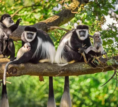 colobus-aap-1