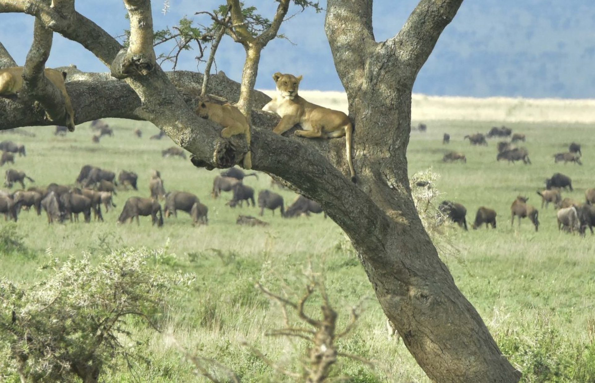 49119966186_4394086cb3_o1-1200x1200