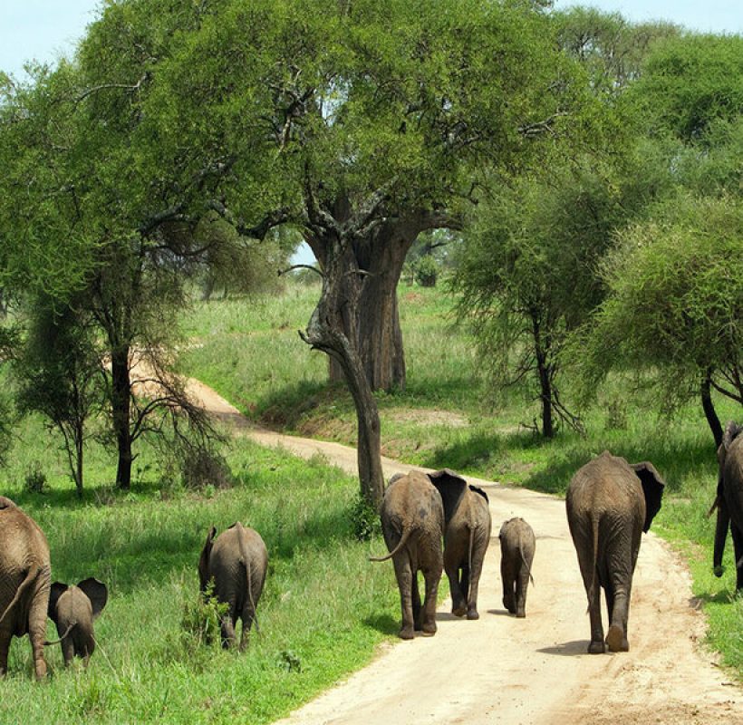 Elephants-in-Tarangire