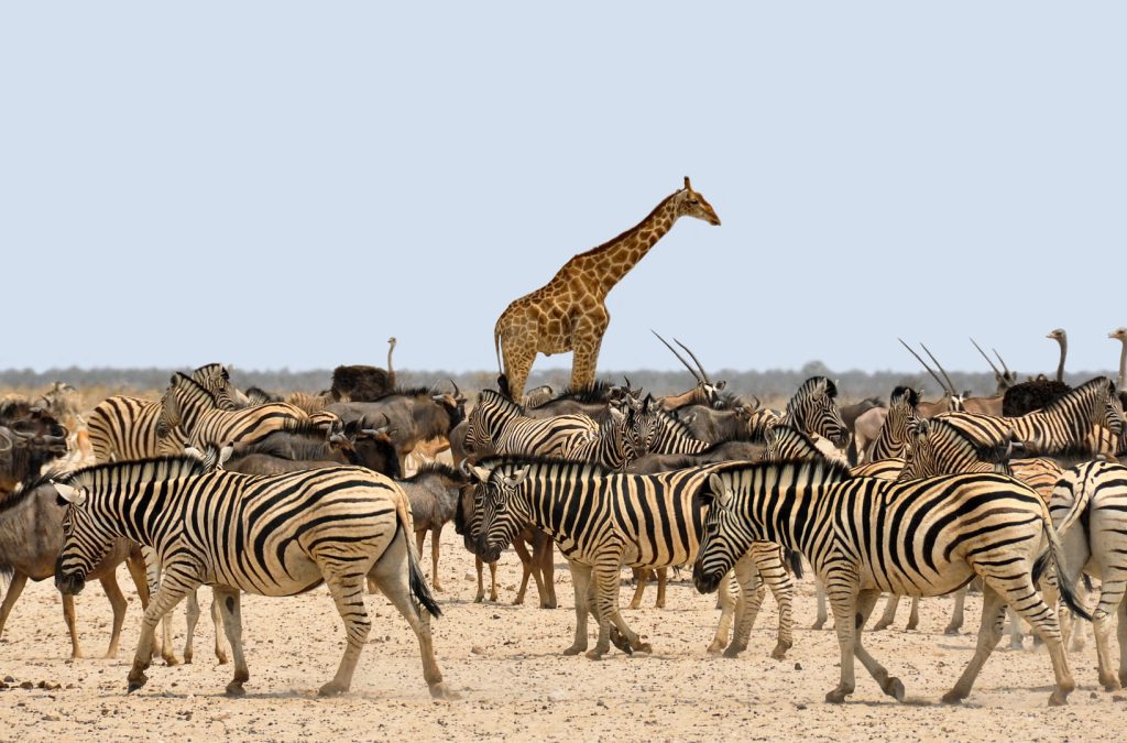 Zebra, Wildebeest and Ostrich Wildlife, Tanzania