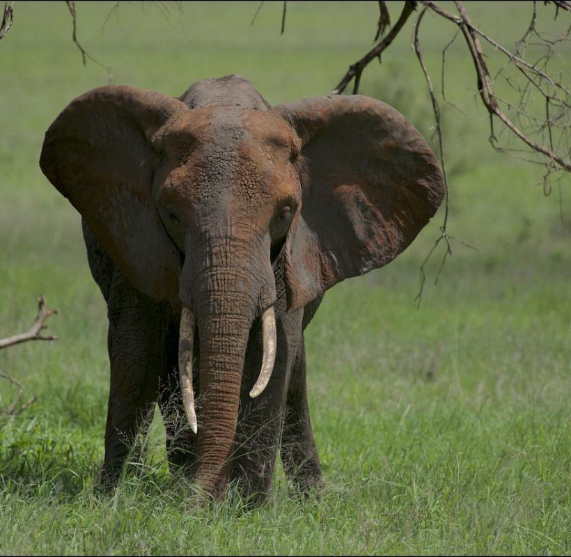 elephant-6956176_1280