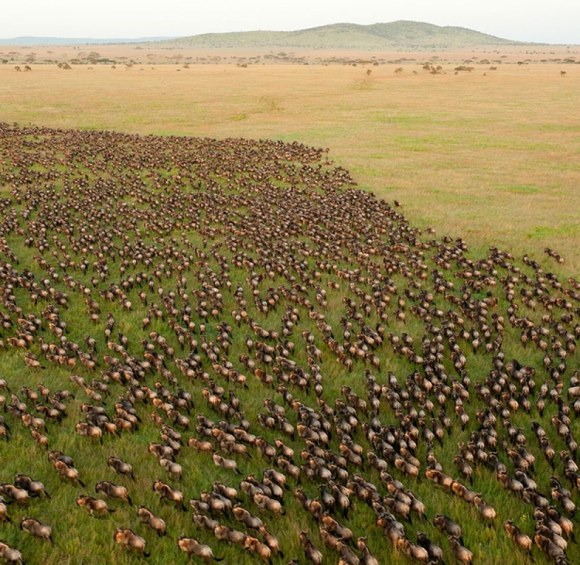 great_migration_serengeti